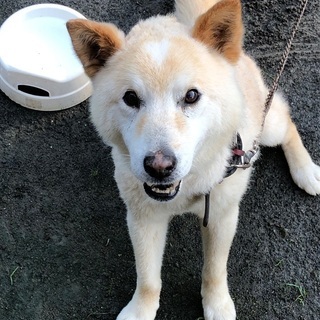 探しています🐶