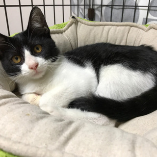 イケメンのハチワレ子猫（推定3ヶ月）