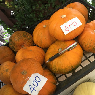 観葉植物　ハロウィンカボチャ