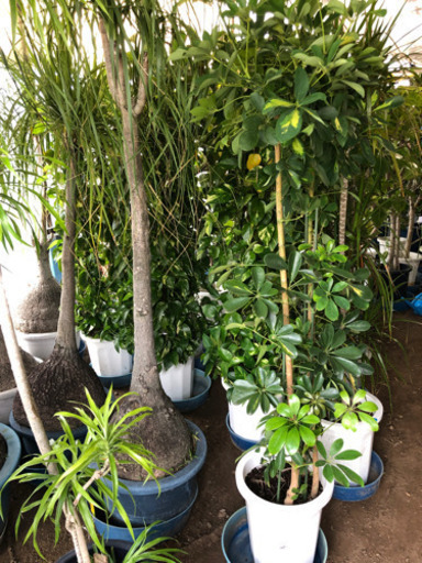 観葉植物