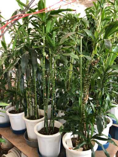 観葉植物
