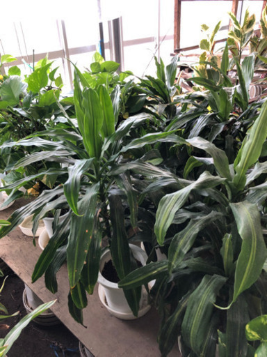 観葉植物