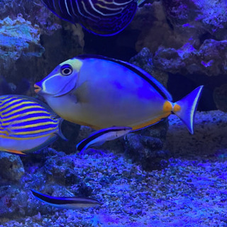 値下げ　ホンソメワケベラ　ペア　±5cm 海水魚　熱帯魚