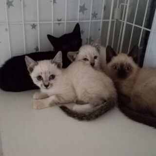 保護猫を迎えよう！生後２ヶ月。No.78.79くん！！