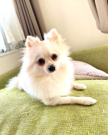 ポメラニアンの人様 ぷりもなママ | #ポメラニアン #モデル犬 #ドッグモデル #カメラマン