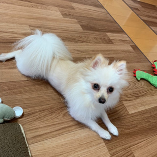 ポメラニアン2歳8カ月の女の子🎀人なっこいかまってちゃんです🐾 (まさ