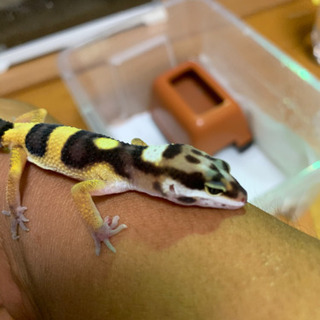 爬虫類好きな人お願いします🥺