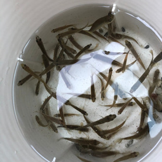 クチボソ等の小魚　　餌用