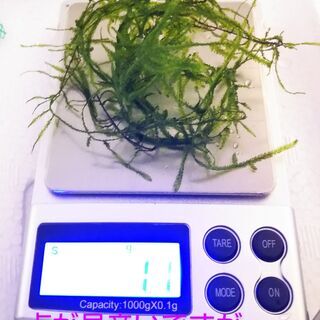 [値下げ]ウィローモス　水草　熱帯魚水槽[100→50円/g]