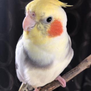 オカメインコ　迷い鳥　名護