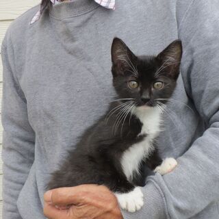 鹿島城山公園に置き去りにされた仔猫たちです。優しい里親さんに貰って頂きたいです。 - 鹿嶋市