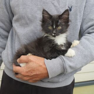 鹿島城山公園に置き去りにされた仔猫たちです。優しい里親さんに貰って頂きたいです。 - 猫