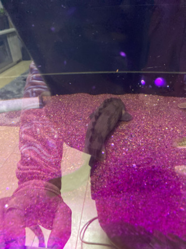 値下げしました！大型魚　ポリプテルス　ダトニオ4匹セット