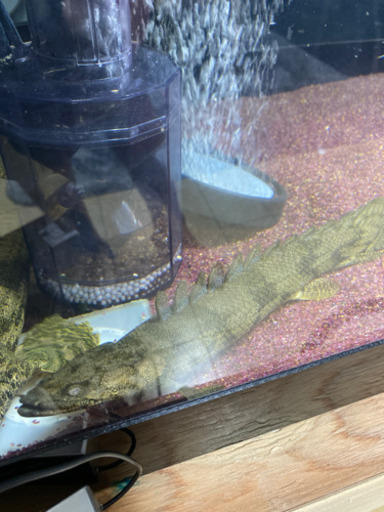 値下げしました！大型魚　ポリプテルス　ダトニオ4匹セット