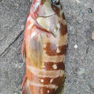 釣～リング仲間を募集 − 熊本県