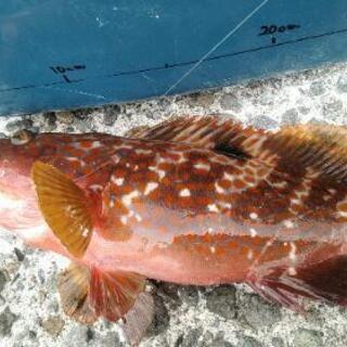 釣～リング仲間を募集 - メンバー募集