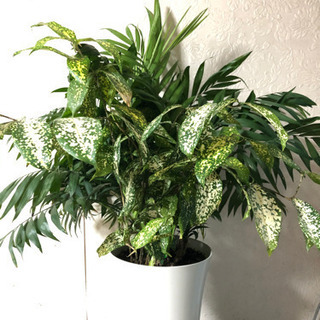 観葉植物寄せ植え