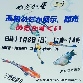 メダカの販売等