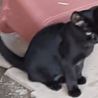 黒猫（5ヶ月・ワクチン接種済み）もらってください。