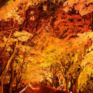 【急募‼︎ 11/23(月)】富士河口湖　紅葉祭り