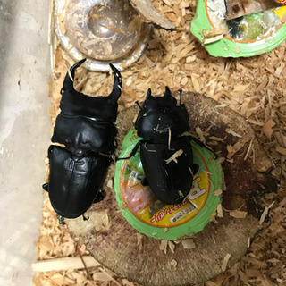 オオクワガタ オスメス　菌糸瓶8個