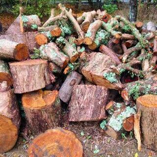 激安！丸太 幹 大量 ご自由に好きなだけ！薪やDIYにも