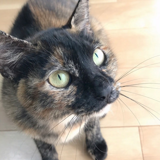 1歳半のシャイだけど甘えん坊のメス猫♀