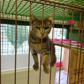 生後６、７か月の雄猫里親募集中