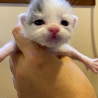 仔猫兄弟里親募集
