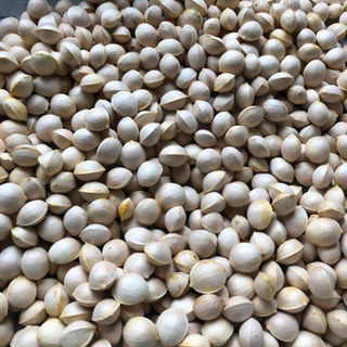 無農薬自然落下の乾燥銀杏　100g100円　今回採集分残り僅か！