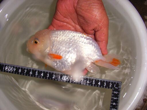金魚-出たードデカらんちゅう