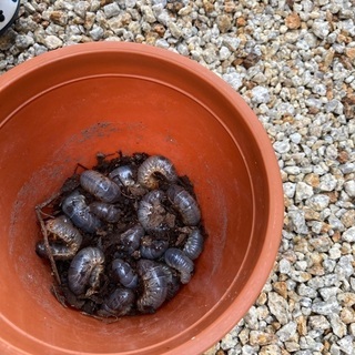 カブト虫　幼虫