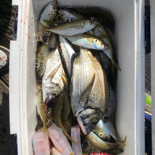 釣り友達募集