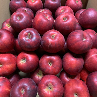 完熟りんご 紅玉 1kg~ 小玉