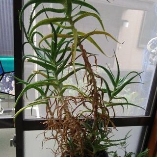 アロエの鉢植え