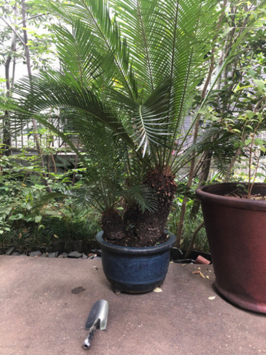 ソテツ　12号鉢　1.3m