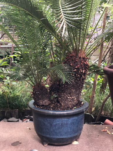 ソテツ　12号鉢　1.3m