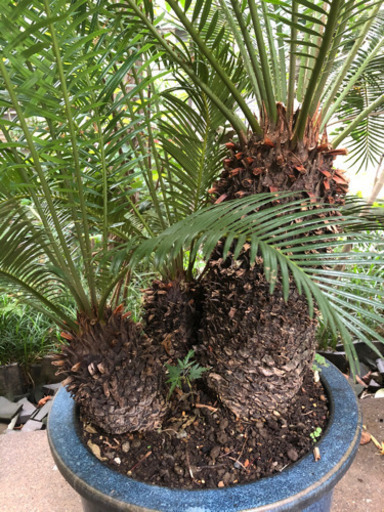 ソテツ　12号鉢　1.3m