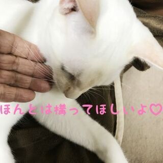 10月25(日)で募集終了☆家族を見つけてあげたい白猫君 - 猫