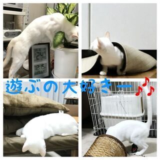 10月25(日)で募集終了☆家族を見つけてあげたい白猫君 - 里親募集