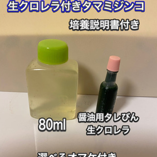 生クロレラ付きタマミジンコ　選べるオマケ付き