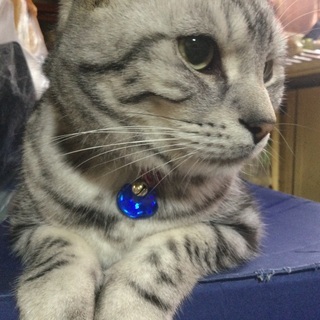 ねこ大好き