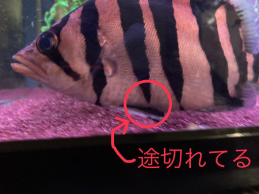 【売約済】ダトニオ・首巻・腹巻・発色良好・シンメトリー・スマトラ産☆イケメンプラスワン☆