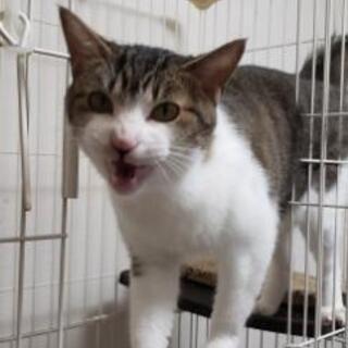 2歳成猫　甘えん坊の男の子です