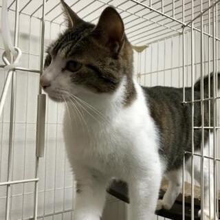 2歳成猫　甘えん坊の男の子です − 広島県