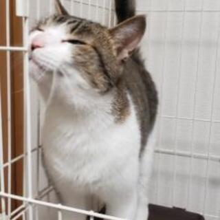 2歳成猫　甘えん坊の男の子です - 猫
