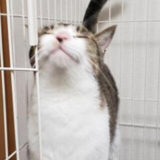2歳成猫　甘えん坊の男の子です - 里親募集