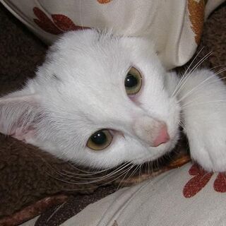 山に捨てられていたメスの白猫です。