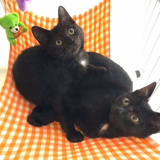 【譲渡会参加】かわいすぎる黒猫兄妹・ほたて君とえびちゃん