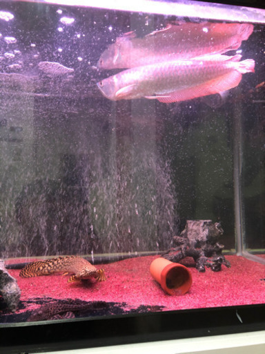 シルバーアロワナ・ポリプテレス・プレコ